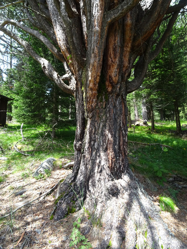 Il pino dalle cento cime....... (Predazzo - TN)